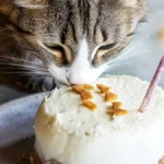 A close-up of a tabby cat sniffing a birthday cake topped with star-shaped treats and a lit candle on a light blue plate.